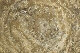 Polished Fossil Rugose Coral Slab - Morocco #276083-1